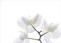 Preview: Tischsets Dekor White Orchid 45cm x 32cm - 3 Stück